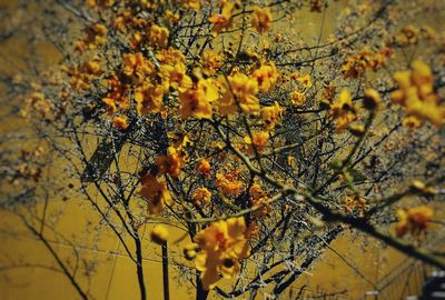 Close-up of yellow flowering tree during autumn