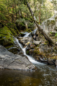 Stream flowing through rocks in forest