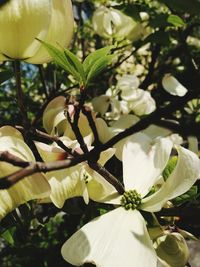 Close-up of insect on plant