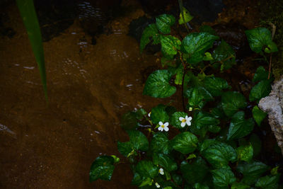 High angle view of plant growing in water