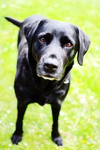 Portrait of a dog