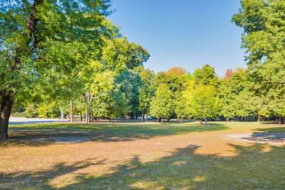 Trees in park against sky