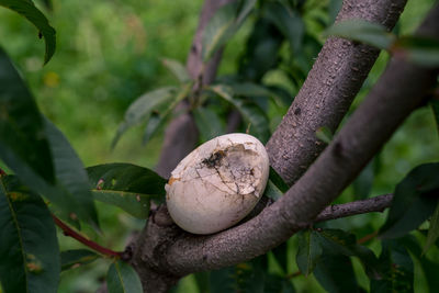 Close-up of fruit growing on tree