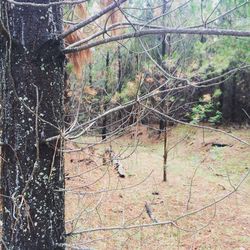 Bare trees in forest