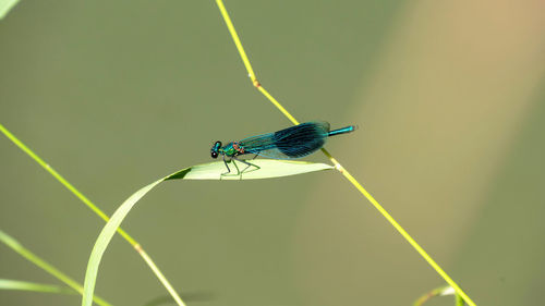 Close-up of dragonfly 