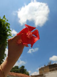Cropped hand holding red flowering plant against sky