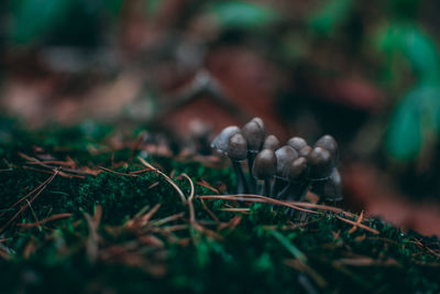 Close-up of hand holding plant growing on field