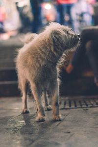 Close-up of dog looking away on street