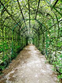 Footpath amidst trees in forest