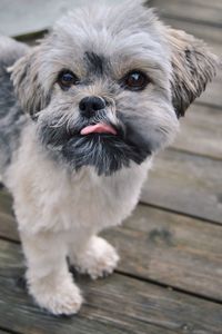 High angle view of havanese puppy on boardwalk