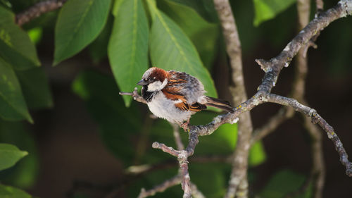 Close-up of bird perching on tree