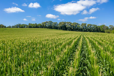 Scenic view of agricultural field against sky