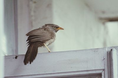 Close-up of bird perching on wood