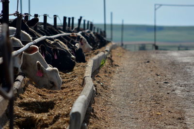 Cow standing in ranch