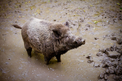 Pig standing in muddy water