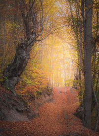 Trees in forest during autumn