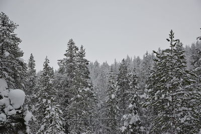 Pine trees in forest during winter against sky