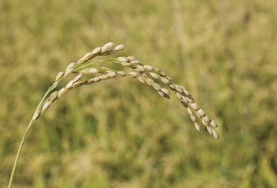 Close-up of wheat plant
