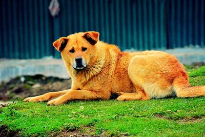 Close-up portrait of dog on grass