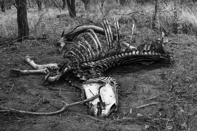 Abandoned lying down on tree