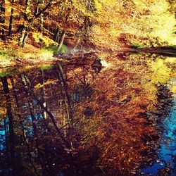 Trees in a forest