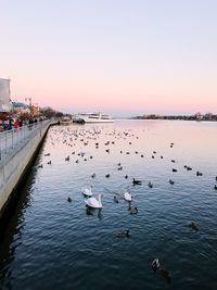 Swans swimming in lake against clear sky