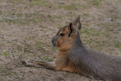 Side view of an animal lying on field