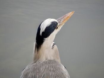 Close-up of seagull