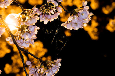 Close-up of flowers on tree at night