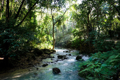 River amidst trees in forest