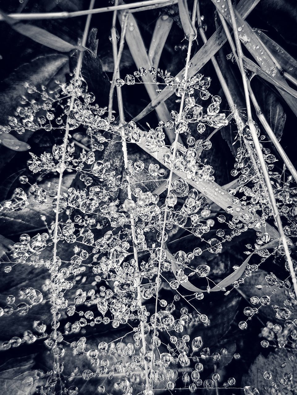 black and white, monochrome, no people, monochrome photography, frost, close-up, nature, ice, pattern, day, branch, full frame, plant, backgrounds, freezing, outdoors, winter, darkness, water, high angle view