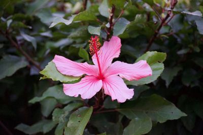 Close-up of pink hibiscus flower