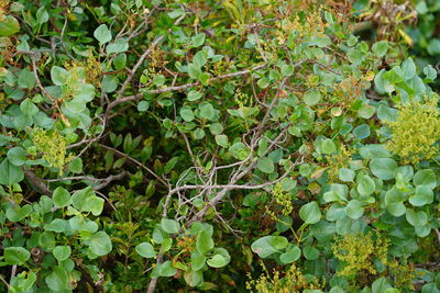 High angle view of plant growing on field