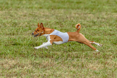 Running basenji dog in white jacket across the meadow on lure coursing competition