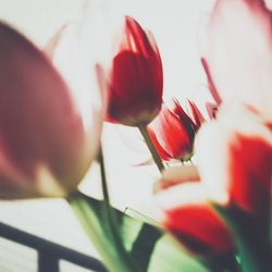 Close-up of red flower