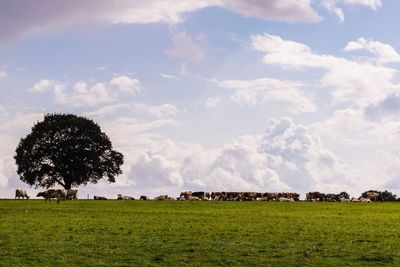 Scenic view of field against sky