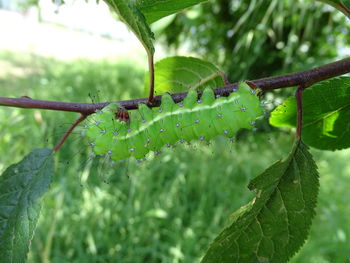 Close-up of insect on plant