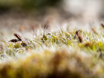 Close-up of plant growing on field