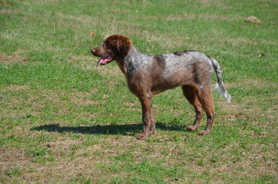 Side view of dog standing on field