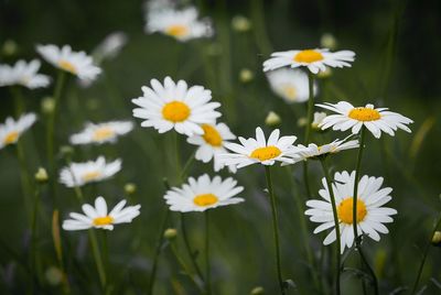 Close-up of white flowers blooming outdoors