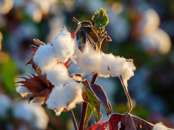 Close-up of white flowering plant