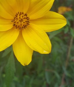 Close-up of yellow flower blooming outdoors