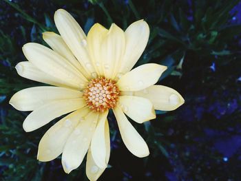 Close-up of white flower