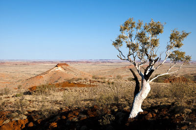 Tree on field against clear blue sky