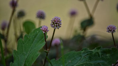 Close-up of purple flowering plant