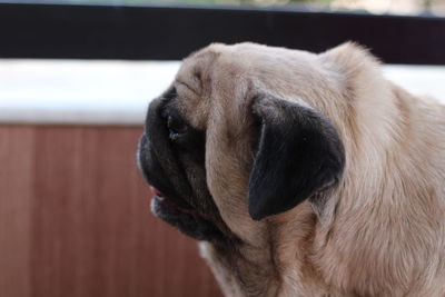 Close-up of dog