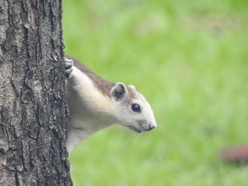 Close-up of squirrel on tree trunk