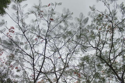 Low angle view of frozen trees against sky during winter