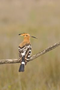 Close-up of bird perching on twig