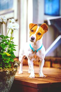 Portrait of tsunami the jack russell terrier dog standing on wooden deck near white geranium flower